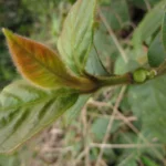Hebanthe pulverulenta (4)