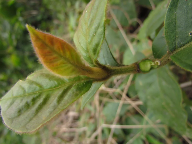 Hebanthe pulverulenta (4)