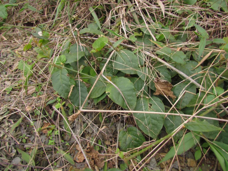 Hebanthe pulverulenta (3)