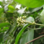 Gomphrena vaga (28)