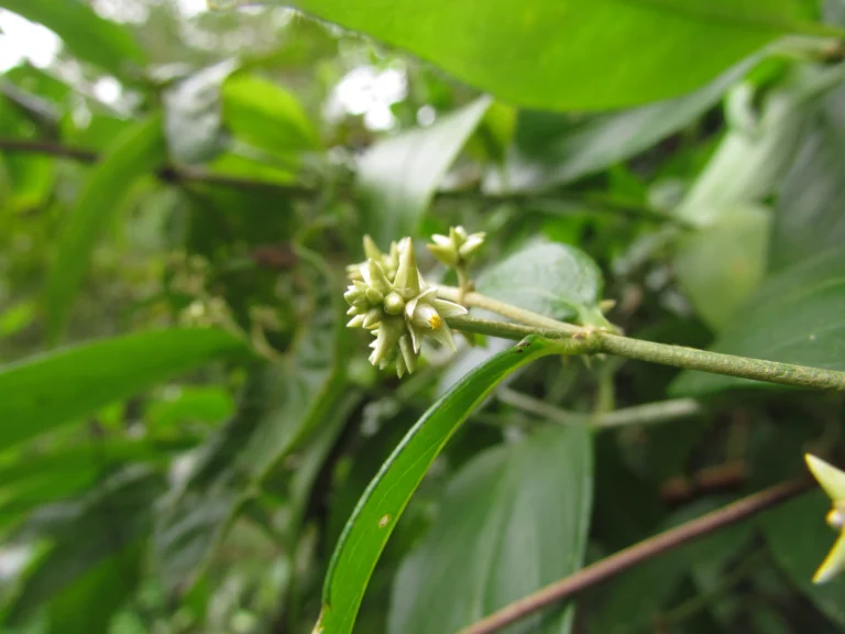 Gomphrena vaga (28)