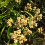 Gomphrena vaga (17)