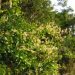 Gomphrena vaga (12)