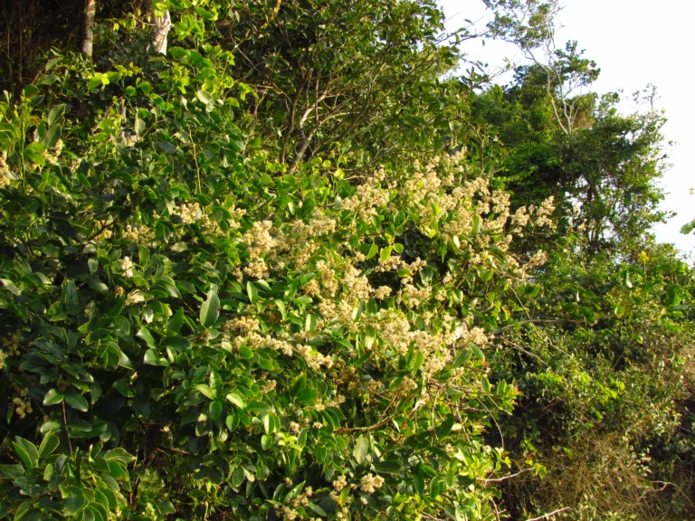 Gomphrena vaga (12)
