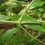 Gomphrena vaga (11)