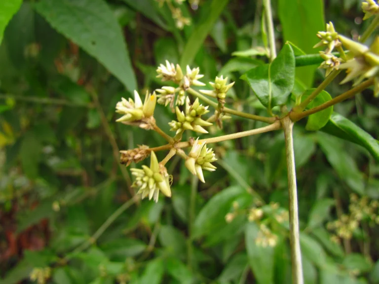 Gomphrena vaga (9)