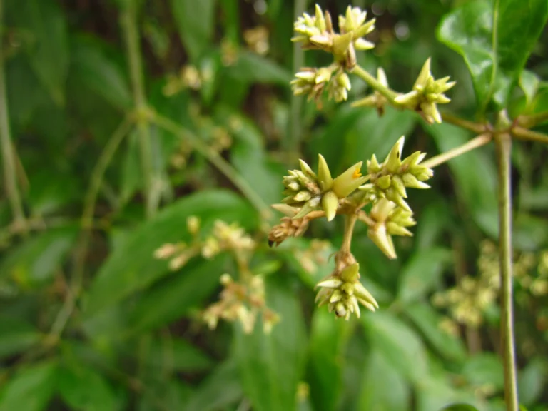 Gomphrena vaga (7)