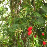 Gomphrena vaga (4)