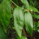 Gomphrena vaga (2)