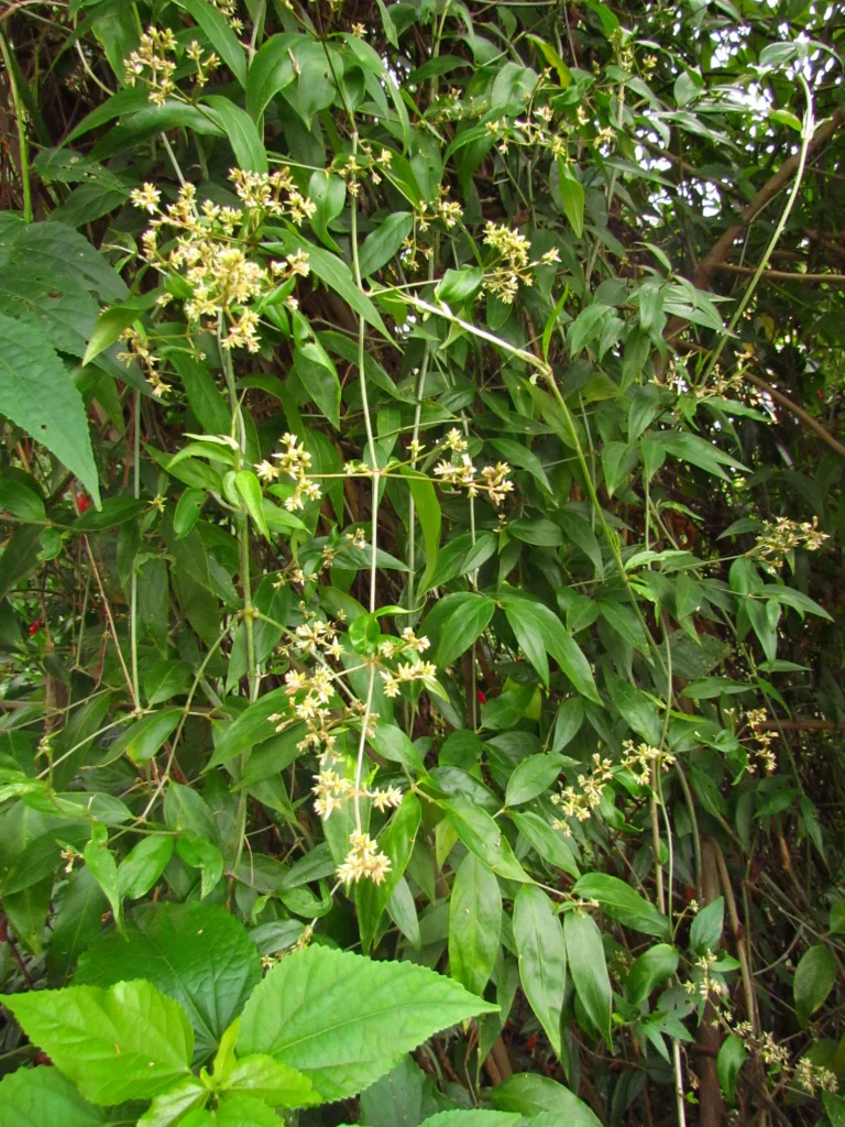Gomphrena vaga (3)