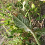 Gomphrena perennis (16)