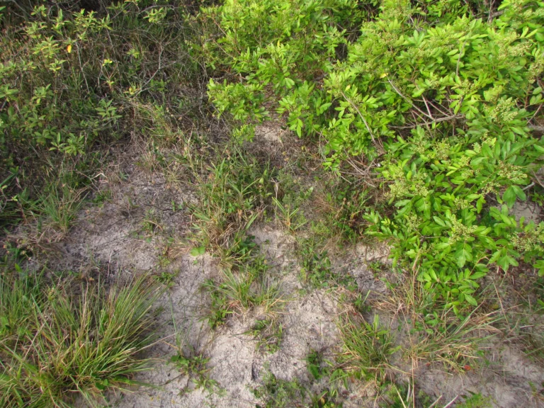 Gomphrena perennis (17)