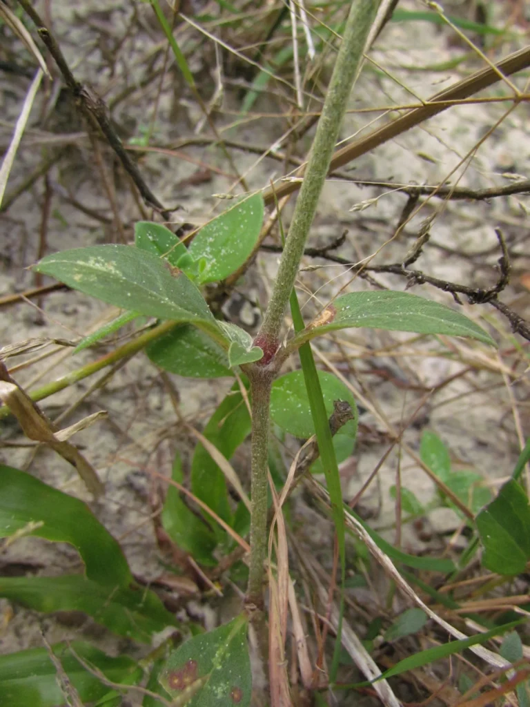 Gomphrena perennis (15)