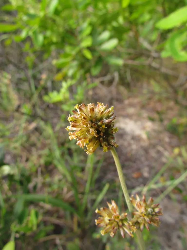 Gomphrena perennis (13)