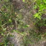 Gomphrena perennis (11)