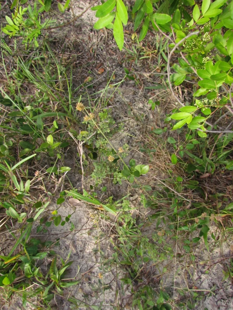 Gomphrena perennis (11)