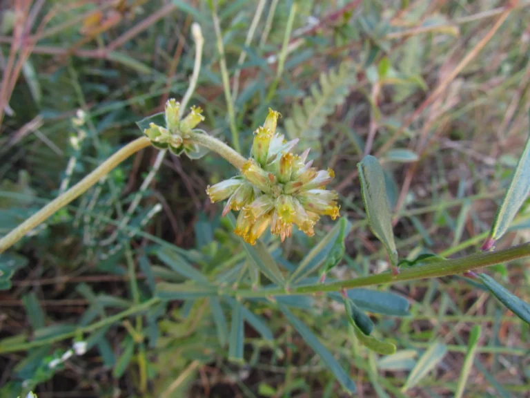 Gomphrena perennis (7)