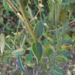 Gomphrena perennis (3)