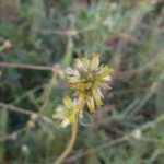Gomphrena perennis (1)