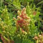Dysphania retusa (39)