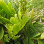 Dysphania retusa (35)