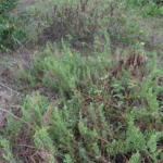 Dysphania retusa (31)