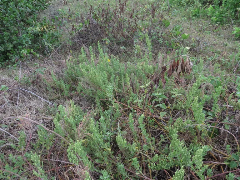 Dysphania retusa (31)