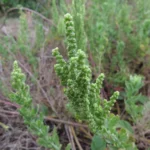 Dysphania retusa (28)