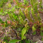 Dysphania retusa (18)