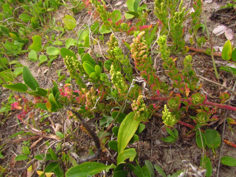 Dysphania retusa (18)