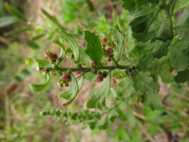 Dysphania retusa (11)