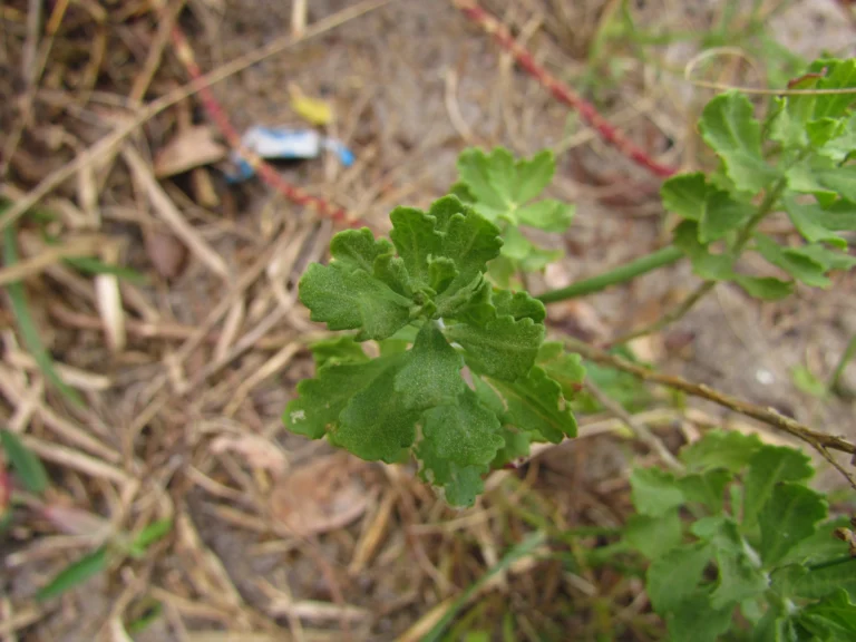 Dysphania retusa (6)