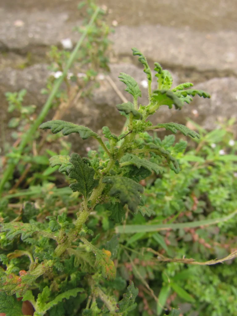 Dysphania pumilio (10)