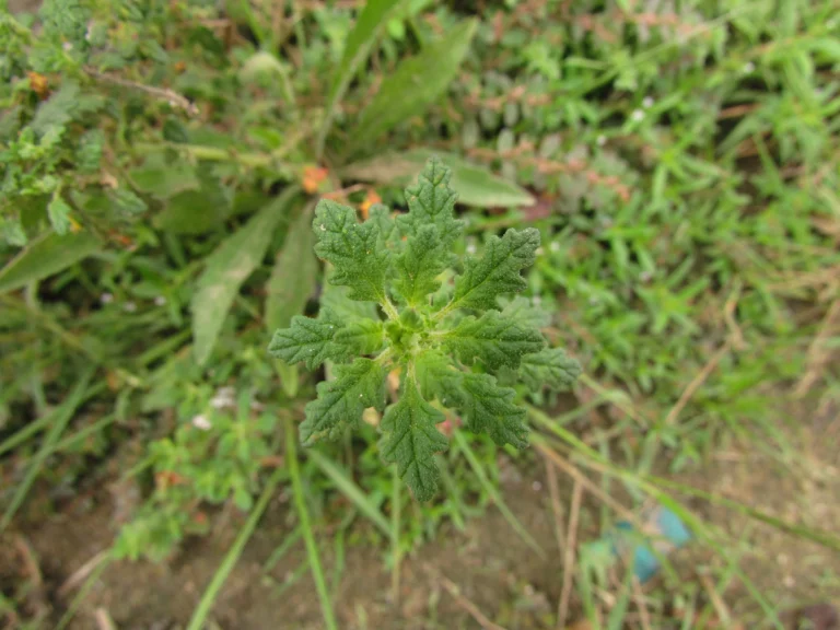 Dysphania pumilio (9)