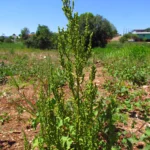 Dysphania ambrosioides (15)