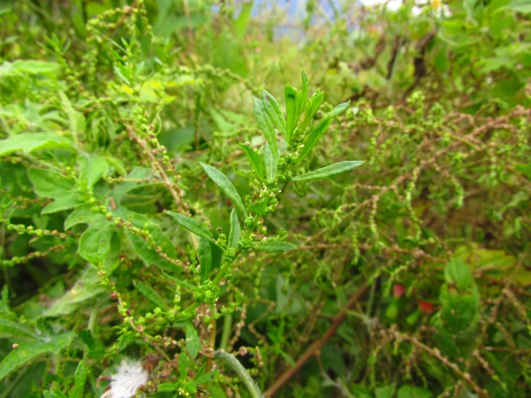 Dysphania ambrosioides (13)