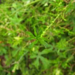 Dysphania ambrosioides (11)
