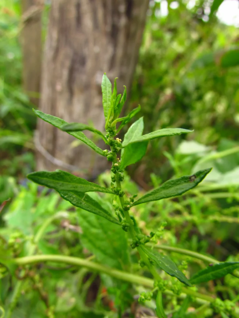 Dysphania ambrosioides (12)