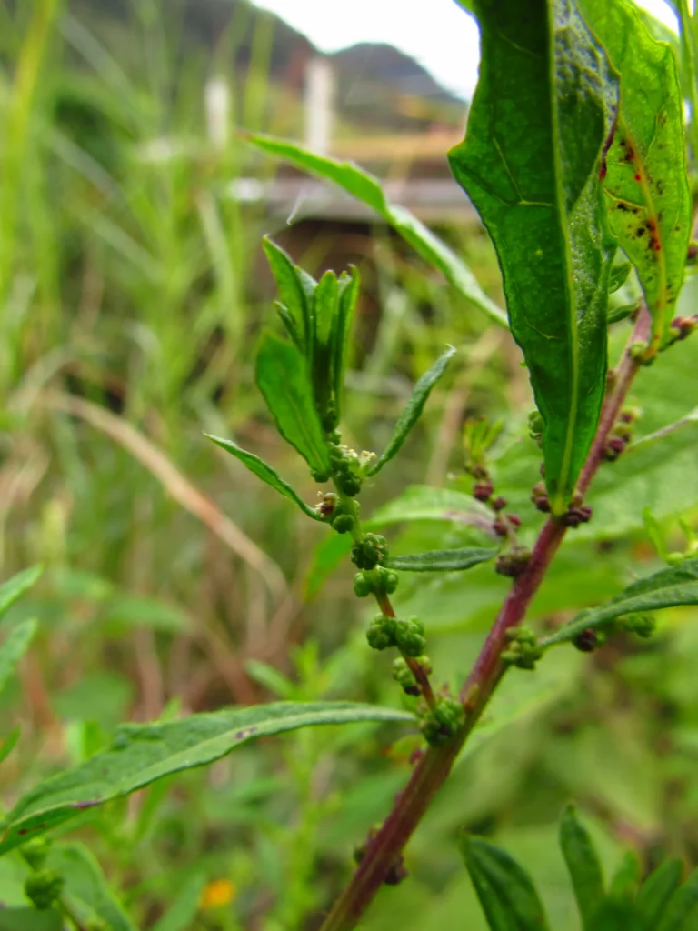 Dysphania ambrosioides (9)