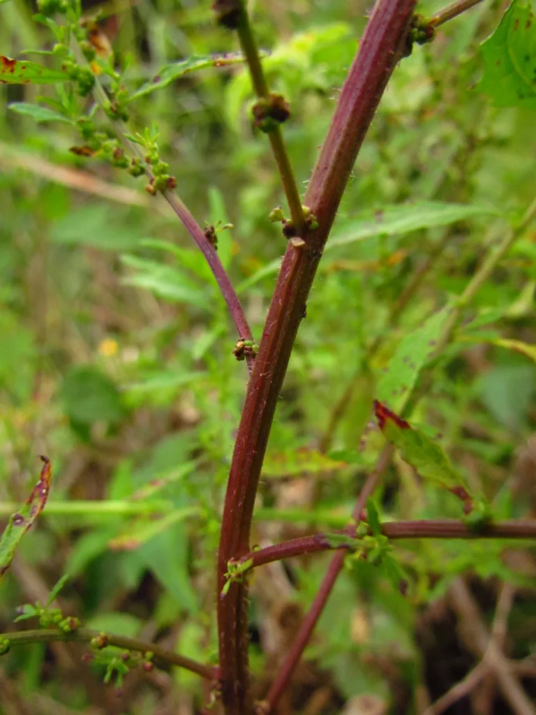 Dysphania ambrosioides (7)