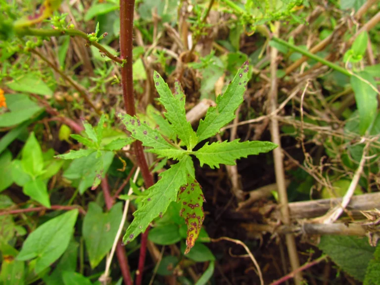 Dysphania ambrosioides (5)