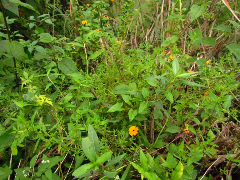 Dysphania ambrosioides (3)