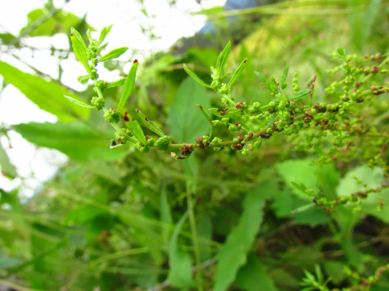 Dysphania ambrosioides (2)