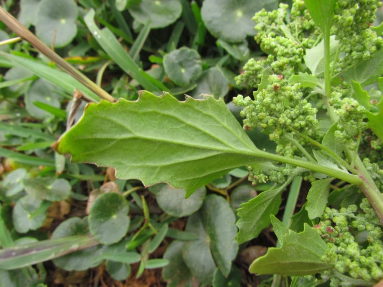 Chenopodium album (14)