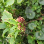 Chenopodium album (7)