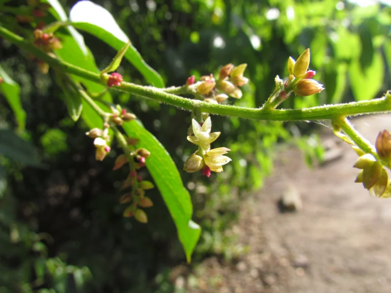 Chamissoa altissima (13)