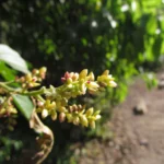Chamissoa altissima (11)