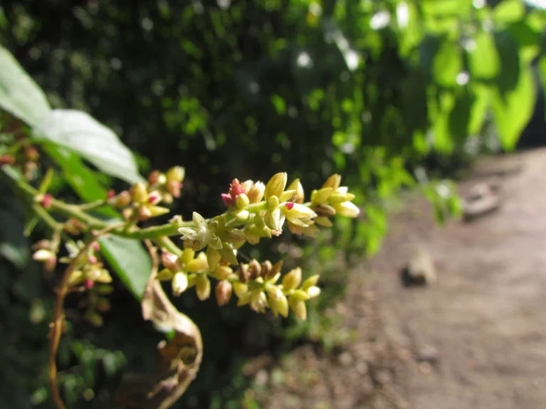 Chamissoa altissima (11)