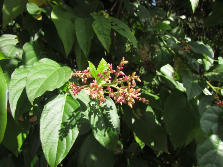 Chamissoa altissima (9)