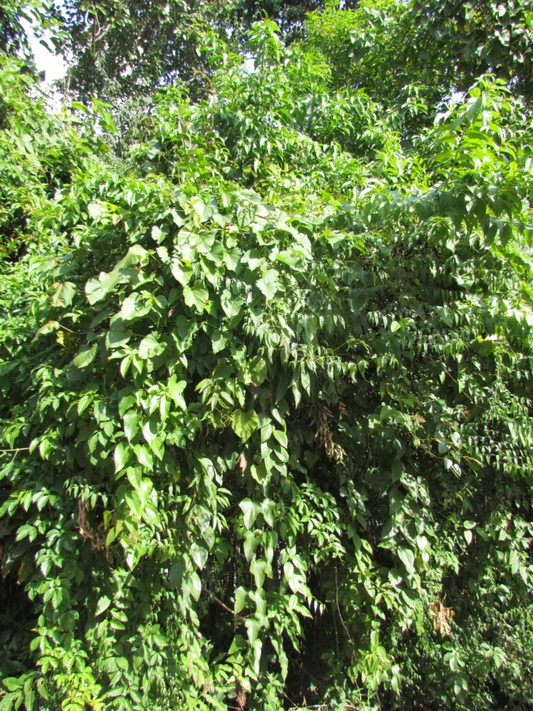 Chamissoa altissima (7)